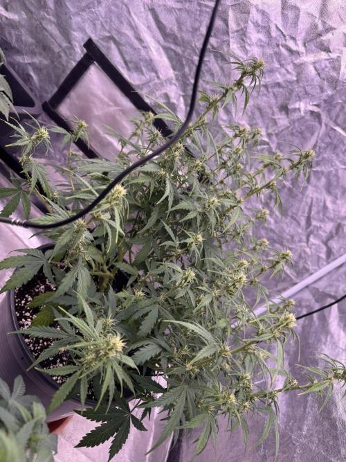 Kleine Leonie. Week 7