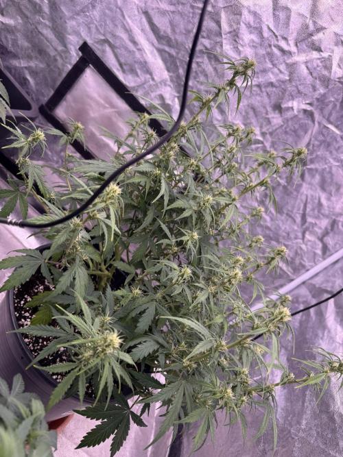 Kleine Leonie. Week 7