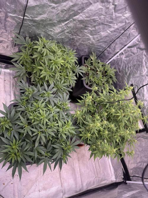 Kleine Leonie. Week 7