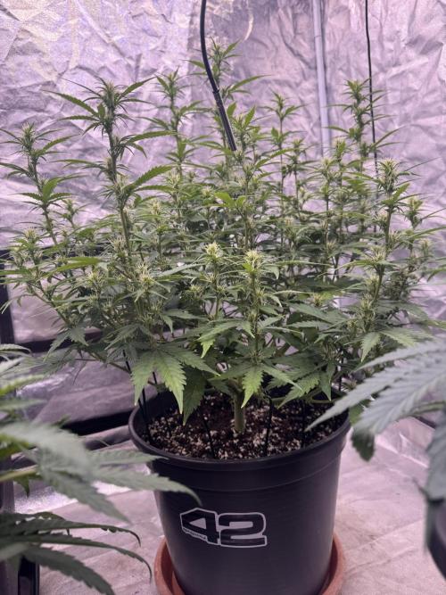 Kleine Leonie. Week 7