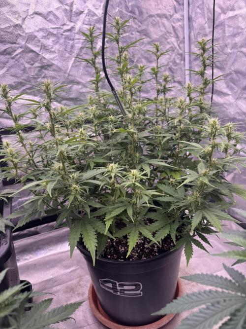 Kleine Leonie. Week 7