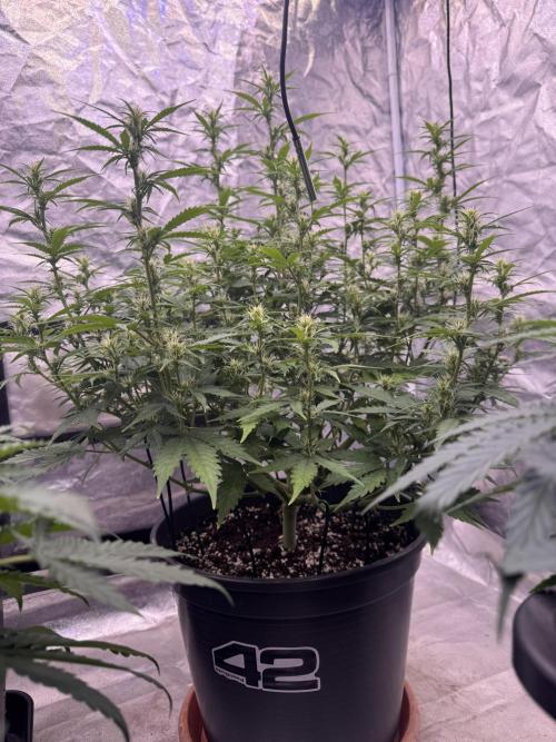 Kleine Leonie. Week 7