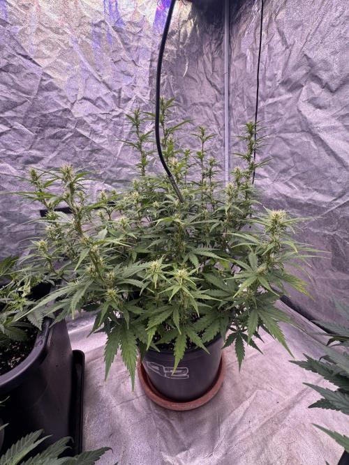 Kleine Leonie. Week 7