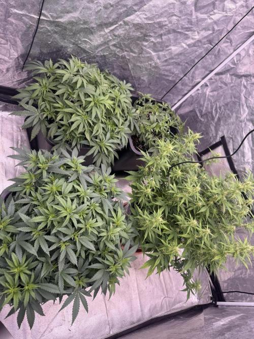 Kleine Leonie. Week 7