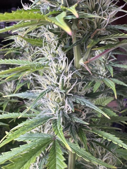 Kleine Leonie. Week 8