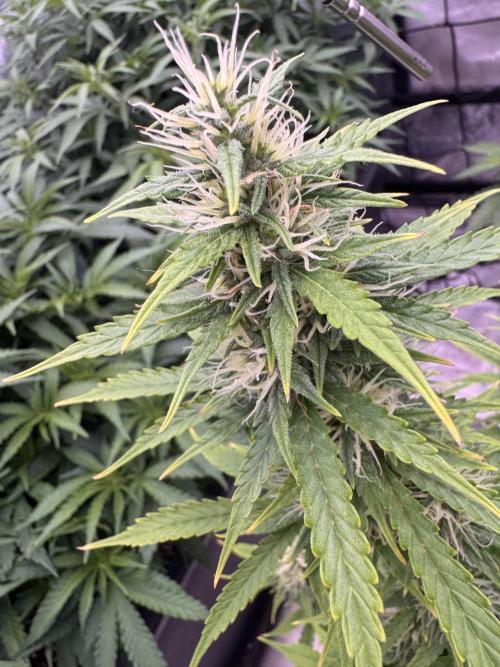 Kleine Leonie. Week 8