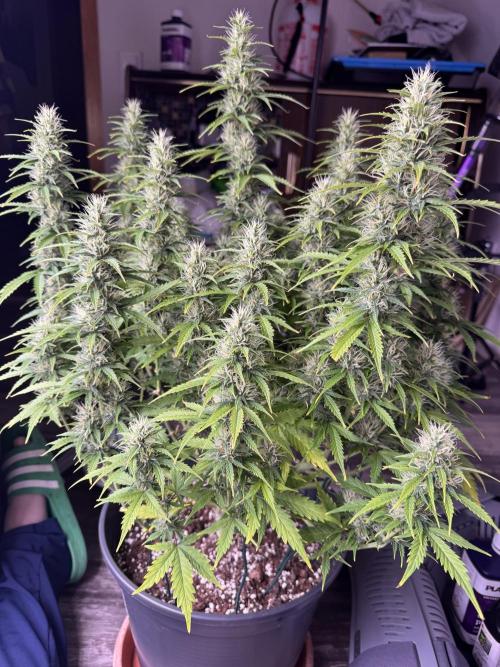 Kleine Leonie. Week 9