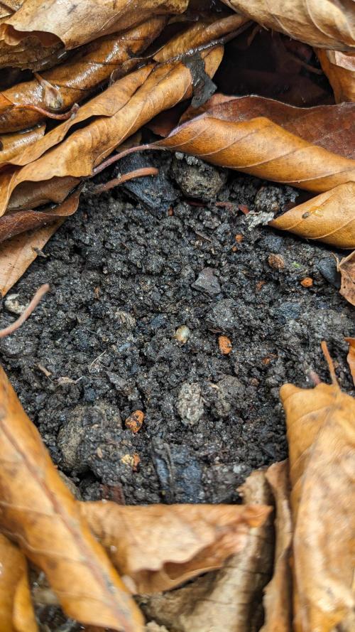 Varigated Mimosa on Living Soil. Week 1 - Day 01 M