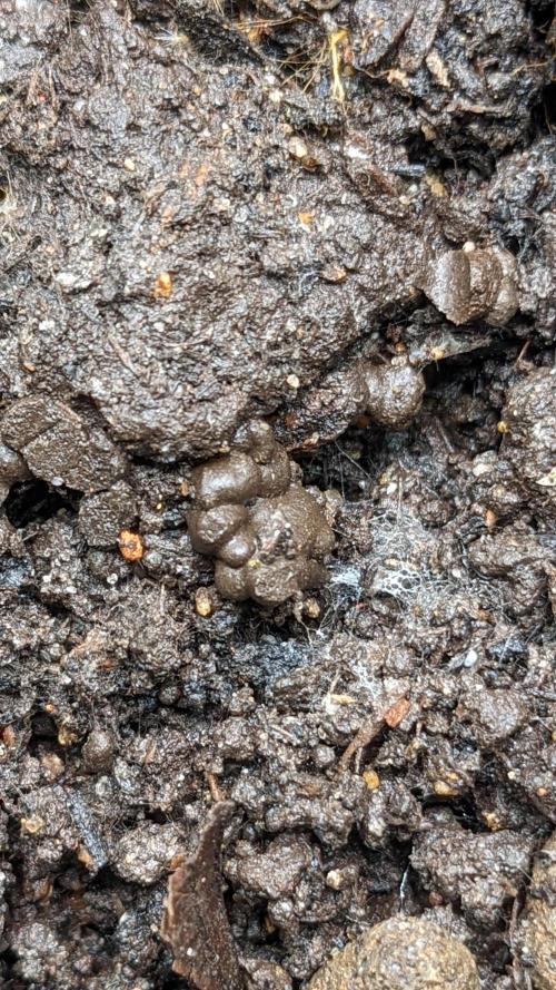 Varigated Mimosa on Living Soil. Week 1 - Day 01 Worms