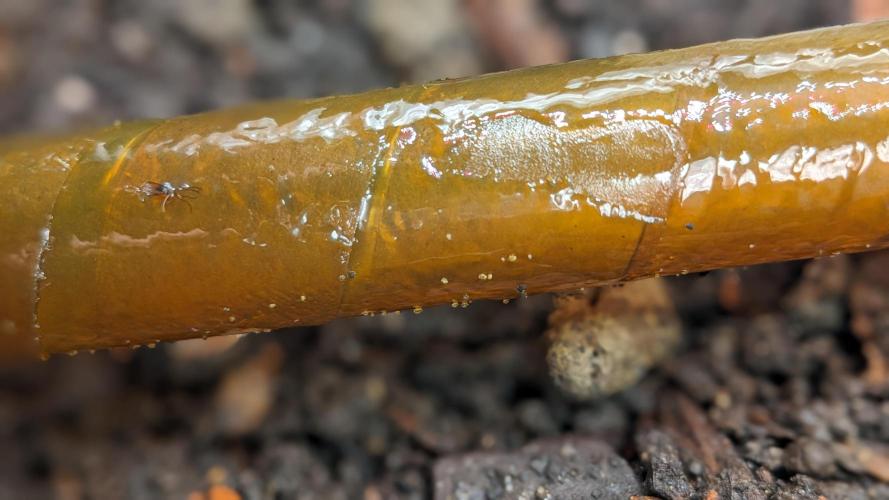 Varigated Mimosa on Living Soil. Week 1 - Day 02 Sciridae