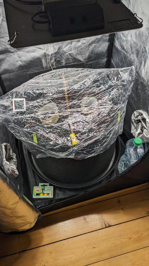 Varigated Mimosa on Living Soil. Week 1 - Day 02 Setup