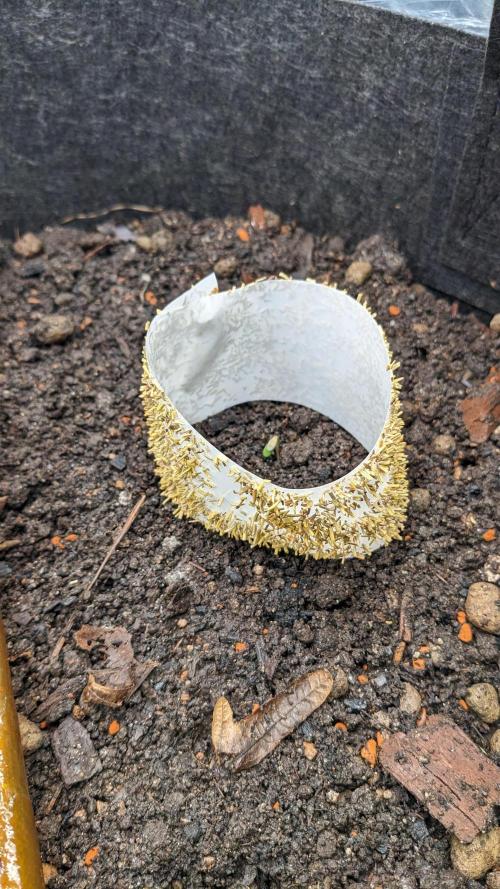 Varigated Mimosa on Living Soil. Week 1 - Day 02 M