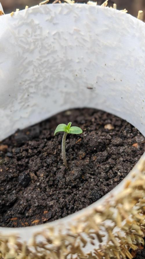 Varigated Mimosa on Living Soil. Week 1 - Day 03 M