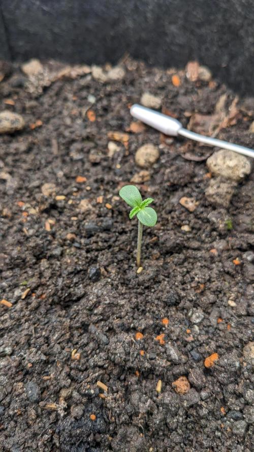 Varigated Mimosa on Living Soil. Week 1 - Day 04 M