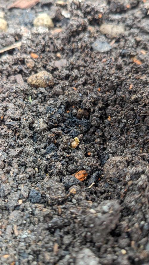 Varigated Mimosa on Living Soil. Week 1 - Day 04 G