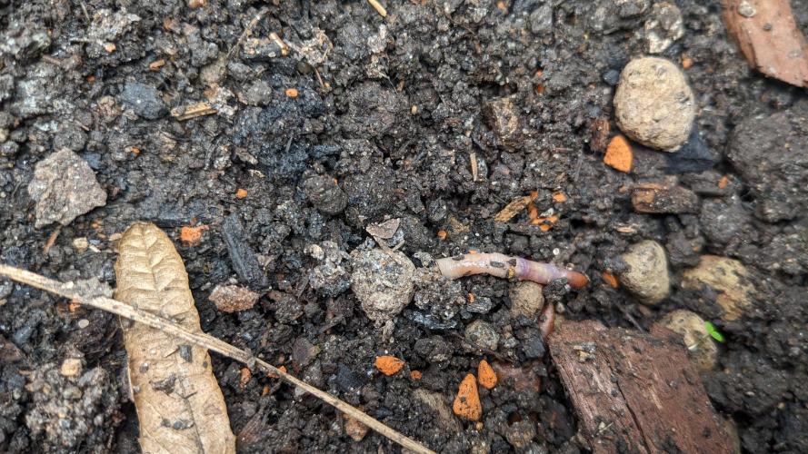 Varigated Mimosa on Living Soil. Week 1 - Day 05 Worms