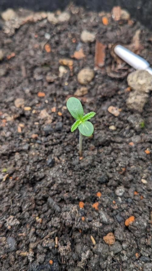 Varigated Mimosa on Living Soil. Week 1 - Day 05 M