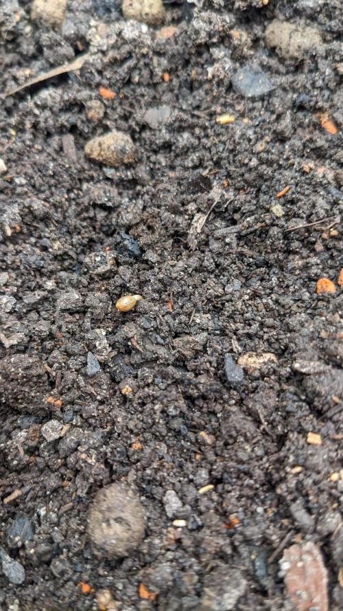 Varigated Mimosa on Living Soil. Week 1 - Day 05 G