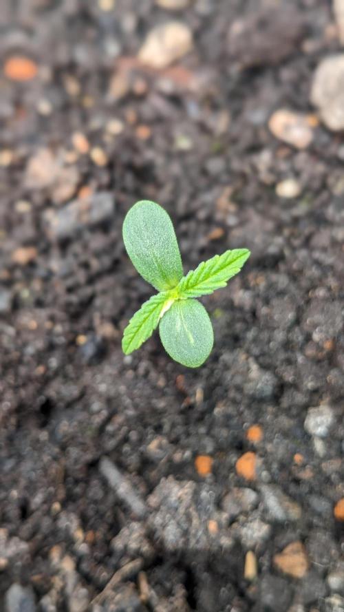 Varigated Mimosa on Living Soil. Week 1 - Day 06 M