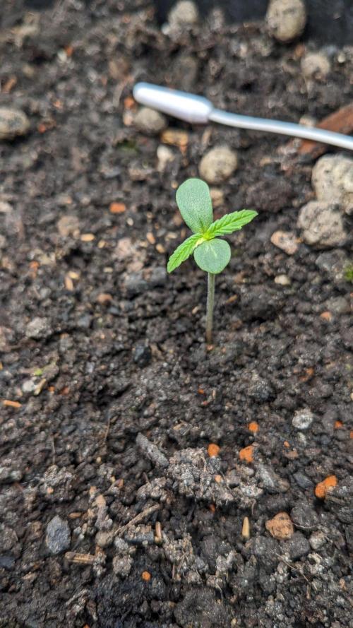 Varigated Mimosa on Living Soil. Week 1 - Day 06 M 02