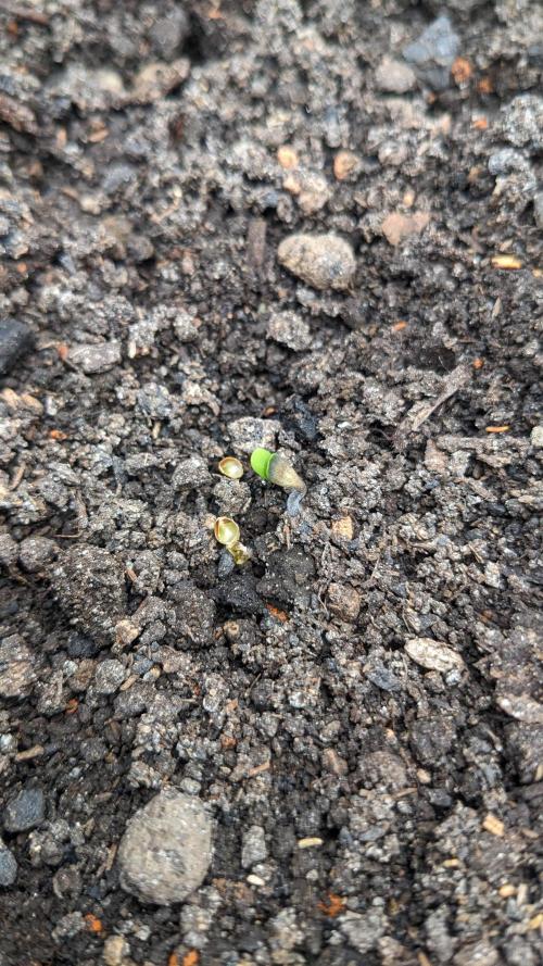 Varigated Mimosa on Living Soil. Week 1 - Day 06 G