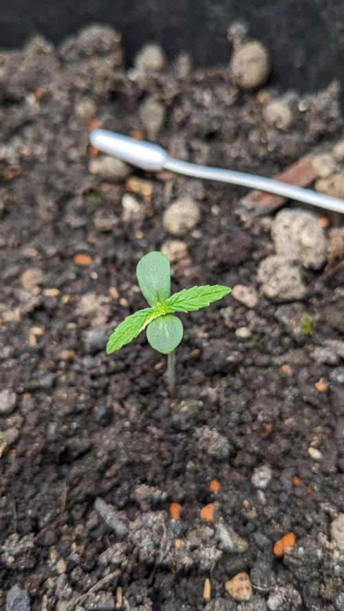 Varigated Mimosa on Living Soil. Week 1 - Day 07 M