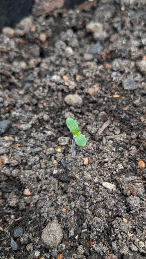 Varigated Mimosa on Living Soil. Week 1 - Day 07 G