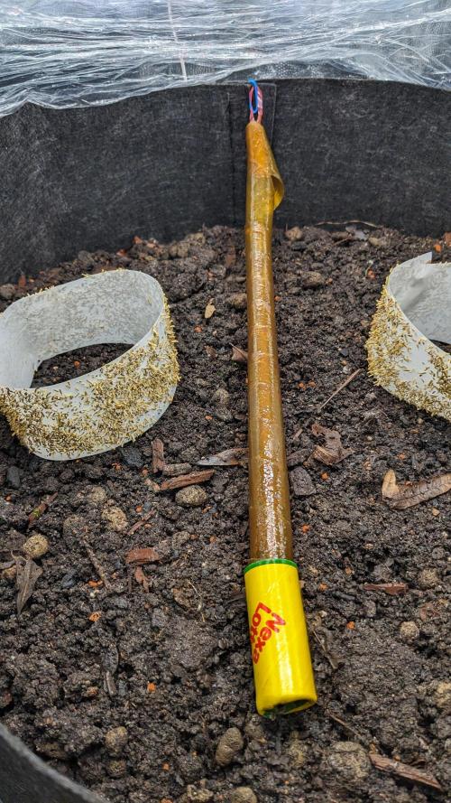 Varigated Mimosa on Living Soil. Week 1 - Day 01 Setup