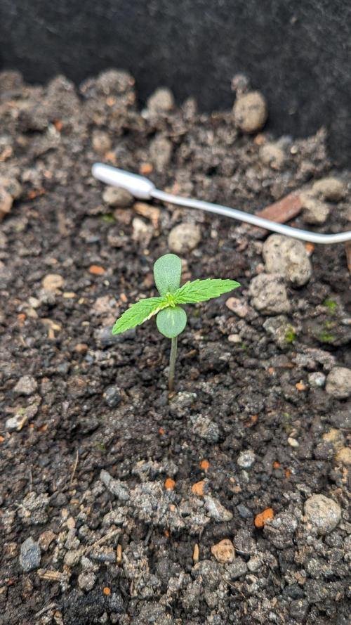 Varigated Mimosa on Living Soil. Week 2 - Day 08 M