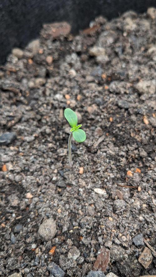 Varigated Mimosa on Living Soil. Week 2 - Day 08 G