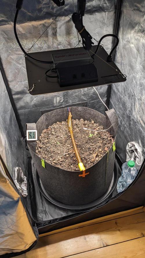 Varigated Mimosa on Living Soil. Week 2 - Day 08 Setup