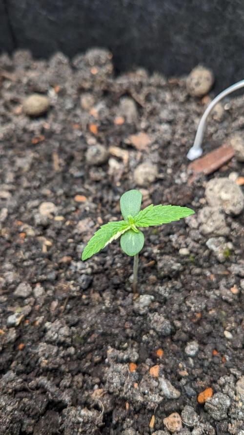 Varigated Mimosa on Living Soil. Week 2 - Day 09 M