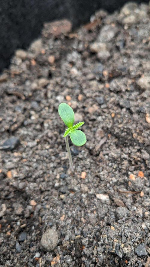 Varigated Mimosa on Living Soil. Week 2 - Day 09 G