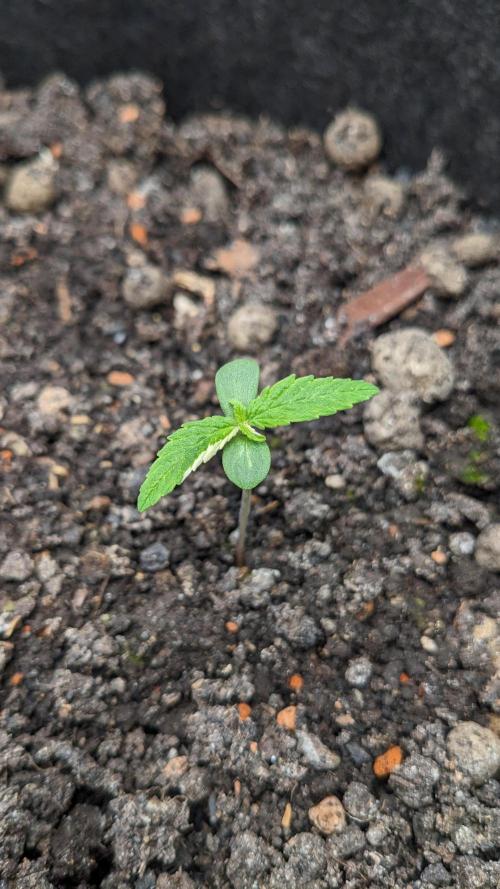 Varigated Mimosa on Living Soil. Week 2 - Day 10 M