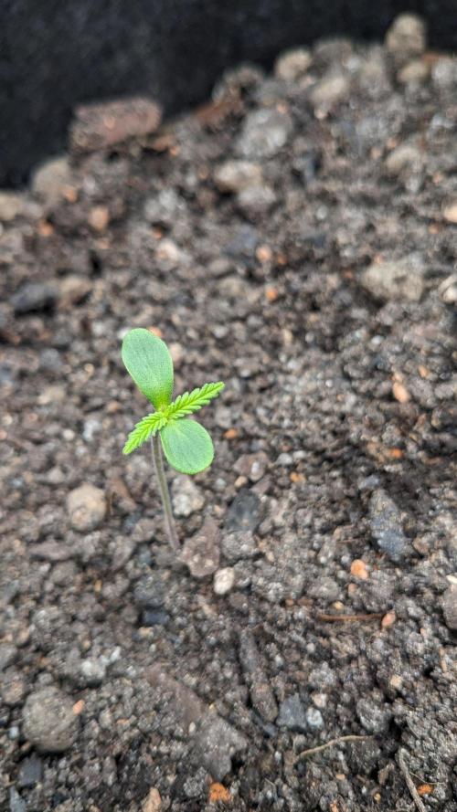 Varigated Mimosa on Living Soil. Week 2 - Day 10 G
