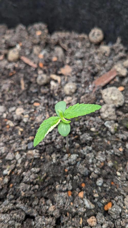 Varigated Mimosa on Living Soil. Week 2 - Day 11 M