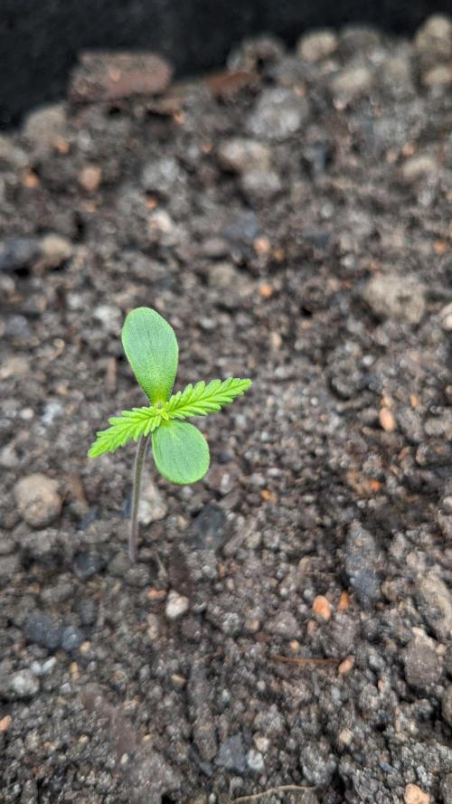 Varigated Mimosa on Living Soil. Week 2 - Day 11 G