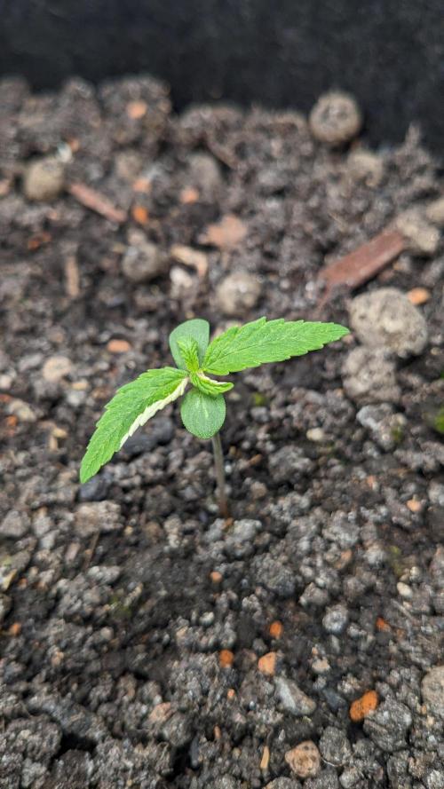 Varigated Mimosa on Living Soil. Week 2 - Day 12 M