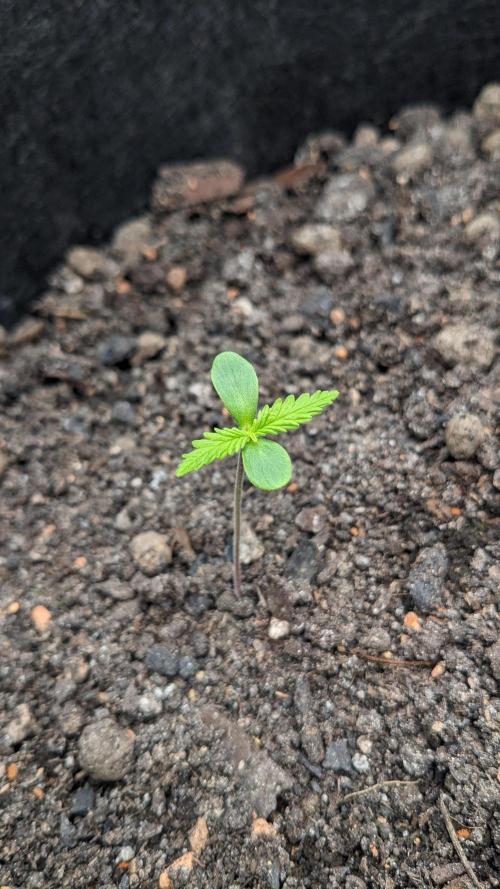 Varigated Mimosa on Living Soil. Week 2 - Day 12 G