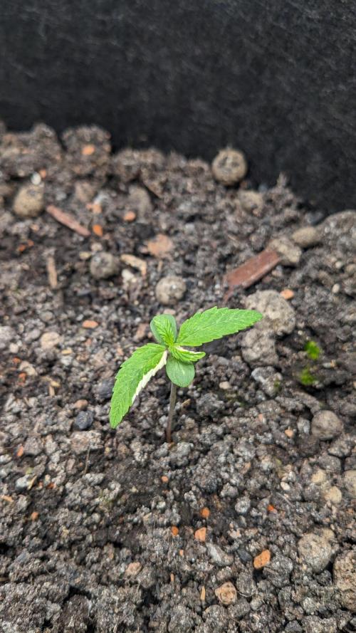 Varigated Mimosa on Living Soil. Week 2 - Day 13 M