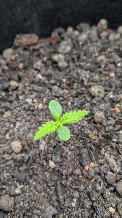 Varigated Mimosa on Living Soil. Week 2 - Day 13 G