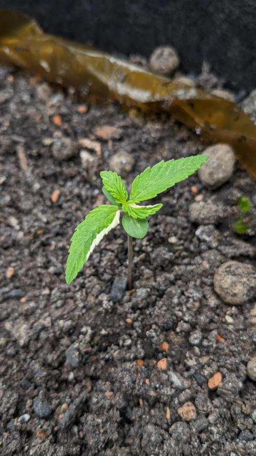 Varigated Mimosa on Living Soil. Week 2 - Day 14 M