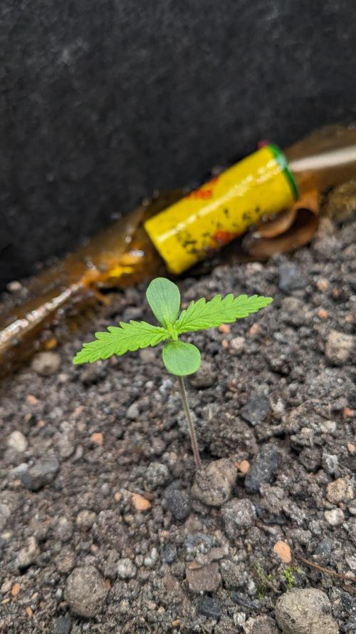 Varigated Mimosa on Living Soil. Week 2 - Day 14 G