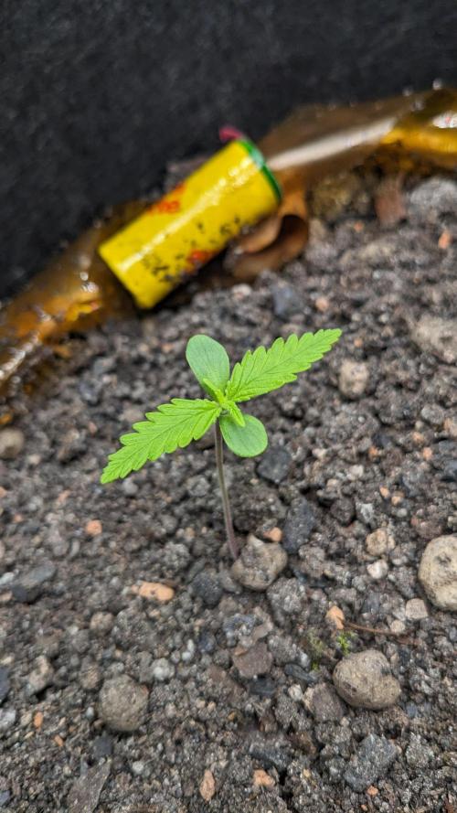 VARIGATED Mimosa Cake Auto | Living Soil. Week 3 - Day 15 G