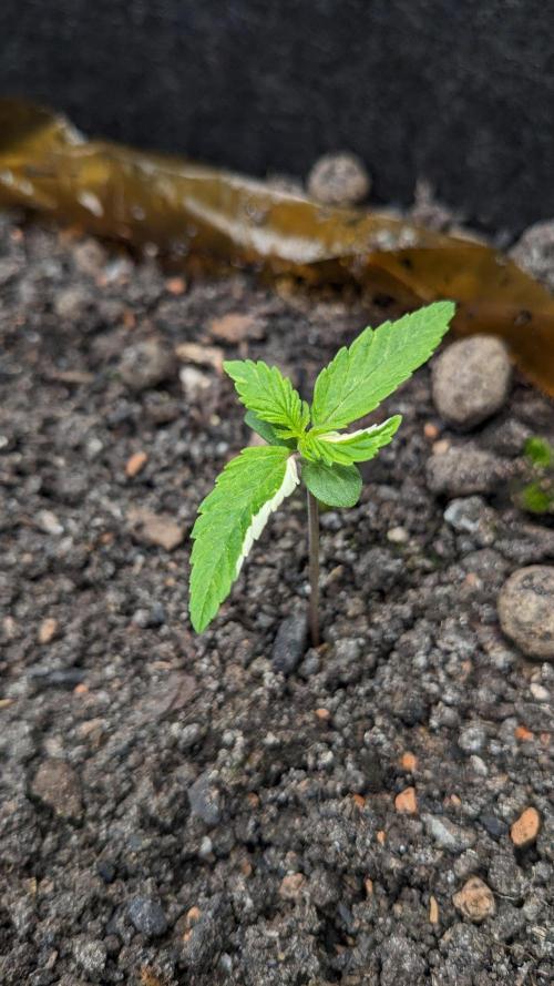 VARIGATED Mimosa Cake Auto | Living Soil. Week 3 - Day 15 M