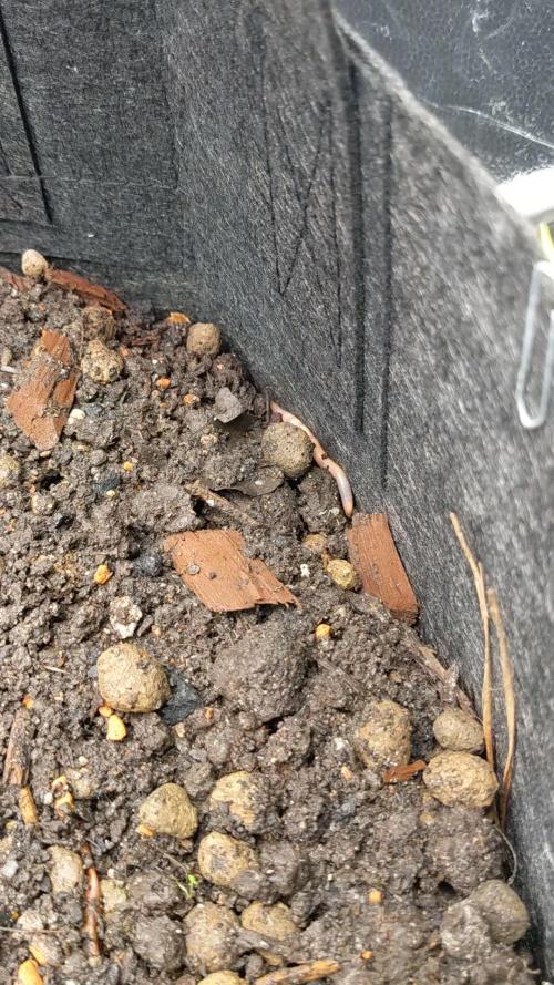 Varigated Mimosa on Living Soil