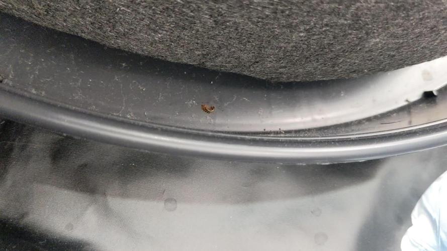 Varigated Mimosa on Living Soil