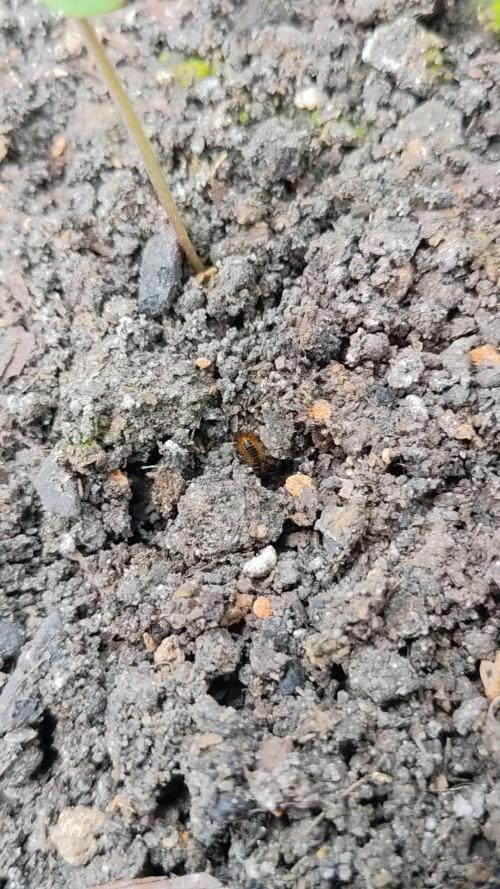 VARIGATED Mimosa Cake Auto | Living Soil