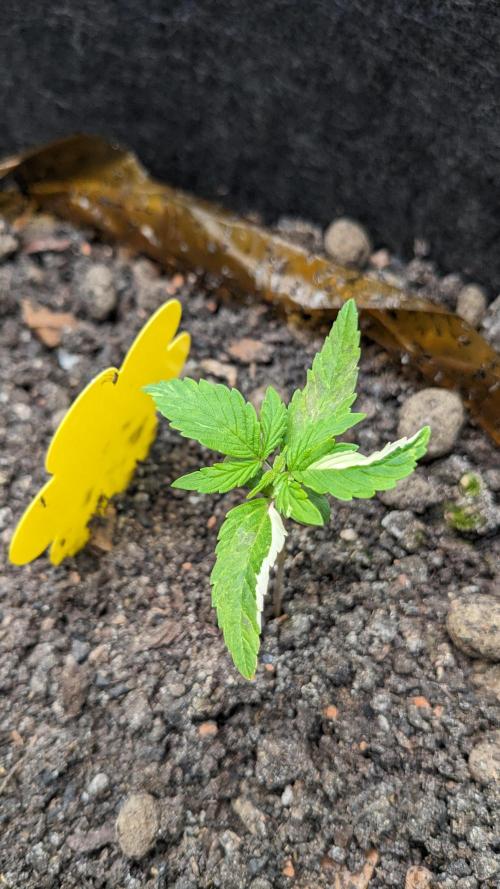 VARIGATED Mimosa Cake Auto | Living Soil. Week 3 - Day 19 M