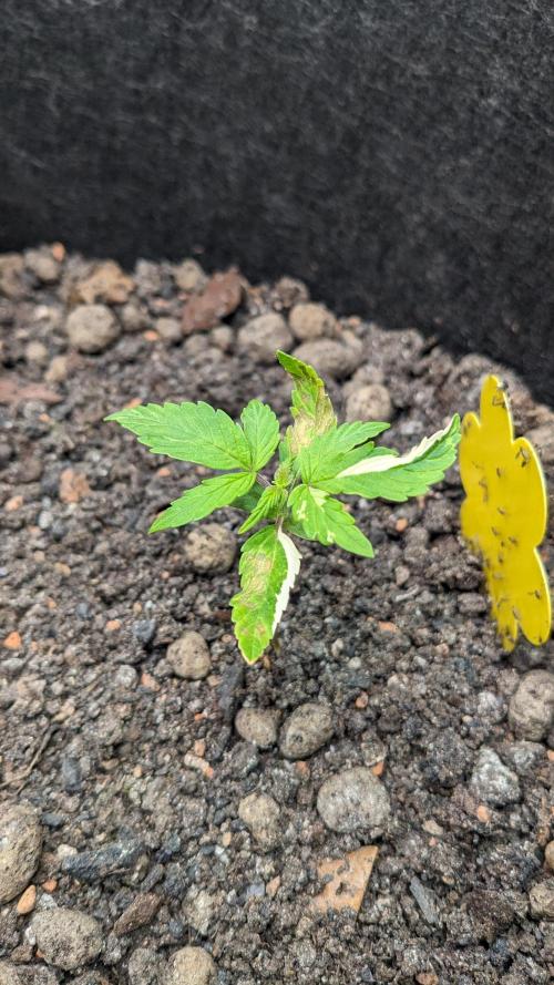 VARIGATED Mimosa Cake Auto | Living Soil. Week 3 - Day 21 M